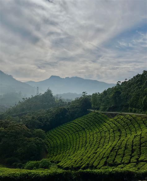 Tea Gardens of Munnar, India [3024*3725] : r/ExposurePorn