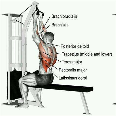 Neutral Grip Lat Pull-down by James Hess - Exercise How-to - Skimble