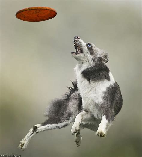 Claudo Piccoli photographs canines catching frisbees at Disc Dog 2016 ...