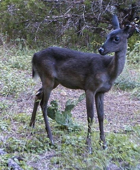 Texas Cryptid Hunter: Melanistic Deer