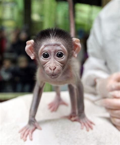 Baby monkey is ready - Teh Cute