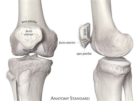 Patella (the Knee Cap)