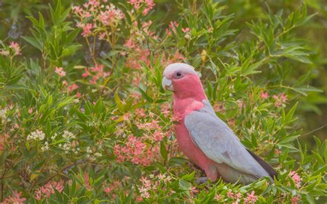 Download imagens Galah, rosa-do-peito-cacatua, papagaio-de-rosa, belo pássaro rosa, Austrália ...