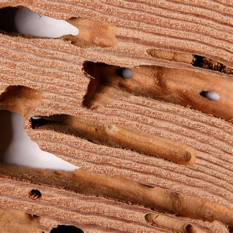 What You Need to Know About Drywood Termites - ABC Home