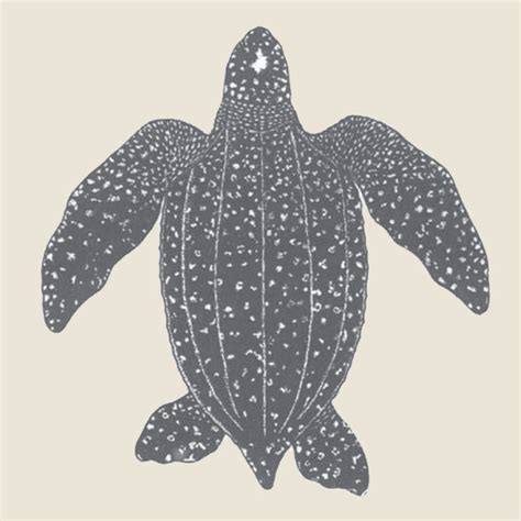 Leatherback Turtle - Turtle Time, Inc.