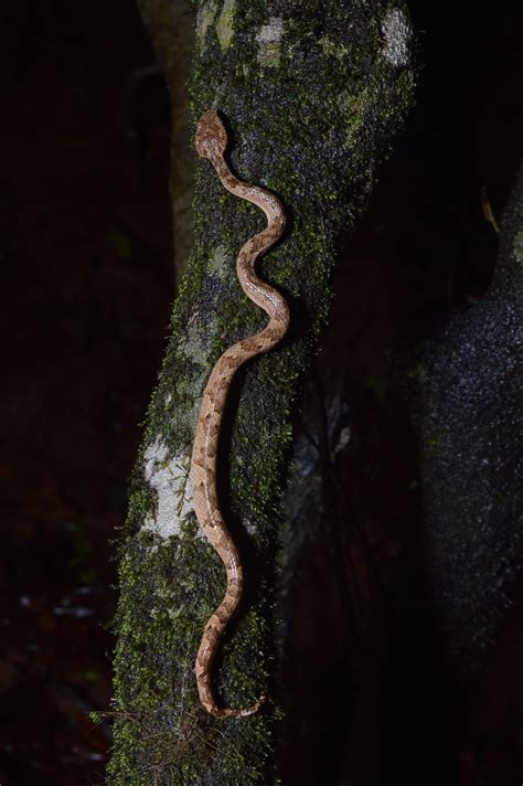 Secret Serpent: The Life and Times of the Malabar Pit Viper ...