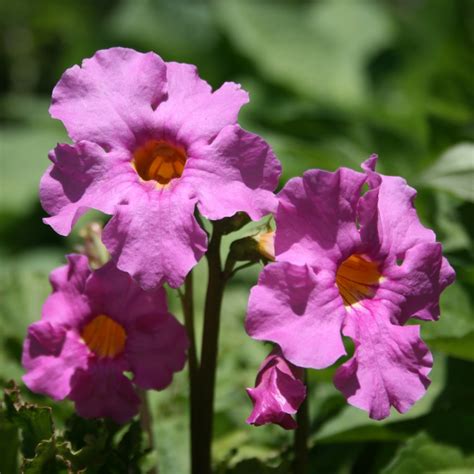 How To Grow Flowering Fern Plants – Tips For Hardy Gloxinia Care