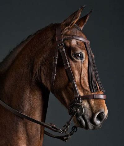 Vaquero Horse – Artisan Tack