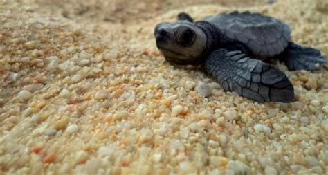 hogar baños Eso tortugas marinas recien nacidas Analítico carne Serpiente