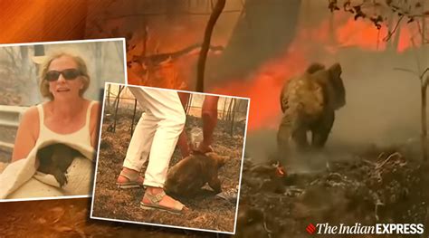 Viral video: Woman rushes into bushfire to rescue koala, people hail ...