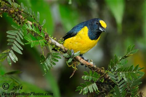 Yellow-Crowned-Euphonia-Master-Crop O7T4704