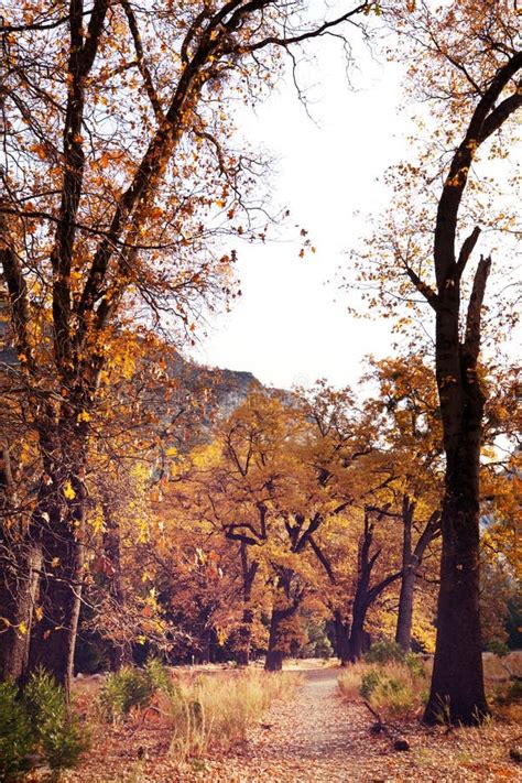 Autumn in Yosemite stock image. Image of america, travel - 54157069