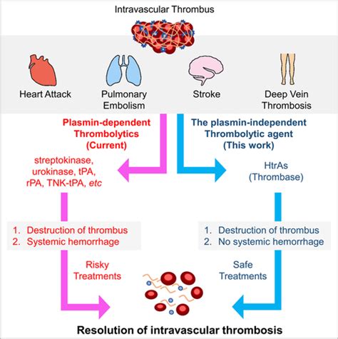 Identification and Characterization of Plasmin-Independent Thrombolytic Enzymes | Circulation ...