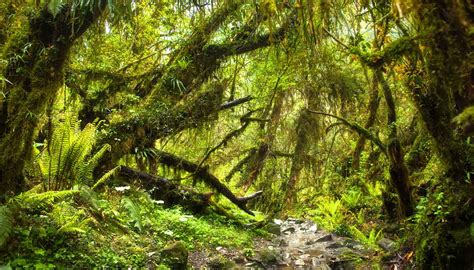 Nepal forests - Press Office - Newcastle University