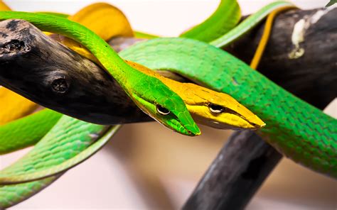 Harmless Snakes – Weird and Wonderful Pets