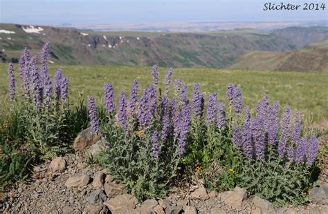 Blue Alpine Phacelia, Gray Phacelia, Purplefringe, Silky Phacelia: Phacelia sericea var. ciliosa ...