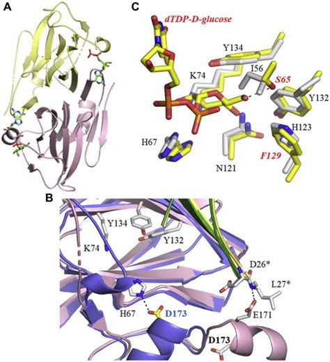 Structure–function studies of the C3/C5 epimerases and C4 reductases of the Campylobacter jejuni ...