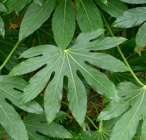 Bestel Fatsia japonica voordelig bij Plantenweelde