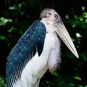 Marabou Stork | The Animal Facts