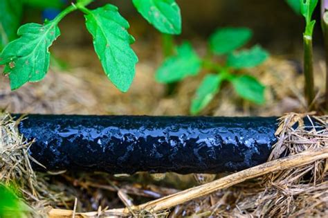 Soaker Hose vs. Drip Irrigation: Which Is Better For Your Garden?