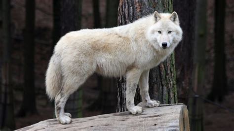 Lobo branco: características e curiosidades - QC Animais