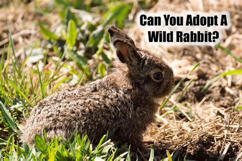 Can You Adopt A Wild Baby Bunny? | An Important Topic