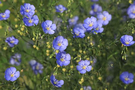 Blue Prairie Wildflowers Photograph by Andrew Dyer Photography - Fine ...