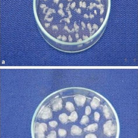 Calcium alginate beads formed from 20-30 cm These beads were obtained ...