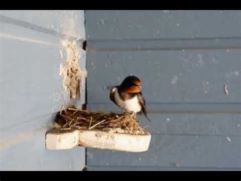 Barn Swallow nest building project - YouTube