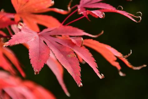 Maple Red Fall - Free photo on Pixabay