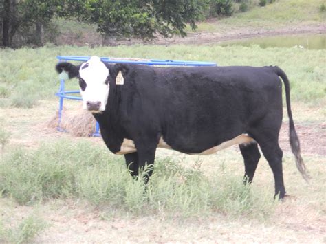 30 - Bred Black Baldy Heifers - Texas