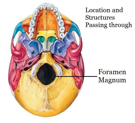 Location of Foramen Magnum and the Structures passing through it