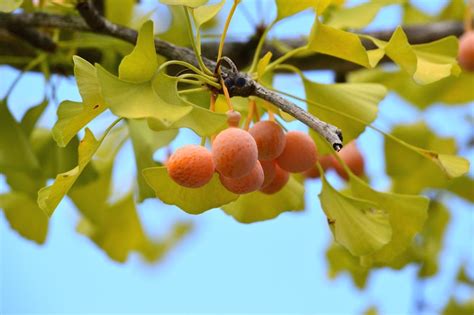 Is Ginkgo Fruit Edible – Should You Be Eating Ginkgo Biloba Nuts | Gardening Know How