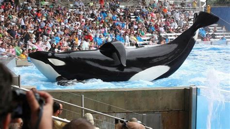 The Magnificent Shamu Show Needs to Go | by Doug Smith | Medium