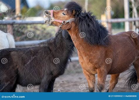 Grooming Dark and Brown Shetland Pony in Spring Outside. Stock Photo ...