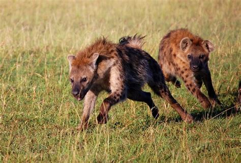 Why Do Hyenas Laugh? » ScienceABC