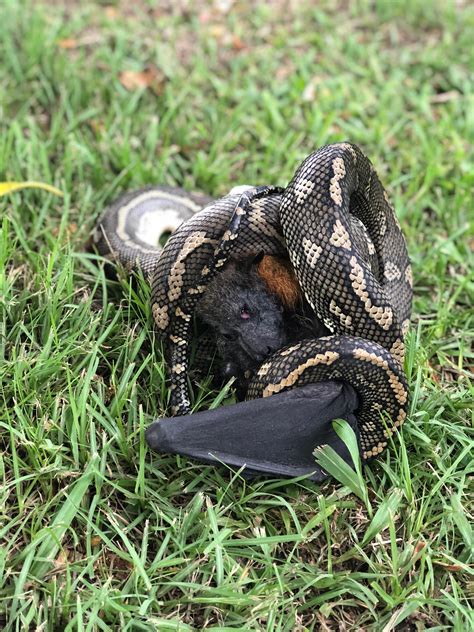 Carpet Python eating a Fruit Bat : r/natureismetal