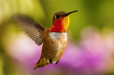 Half of All North American Birds Threatened by Climate Change - The Takeaway - WNYC