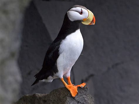 Horned Puffin - eBird