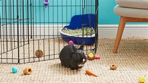 How to House Rabbits Indoors: Providing the Best Indoor Rabbit Habitat