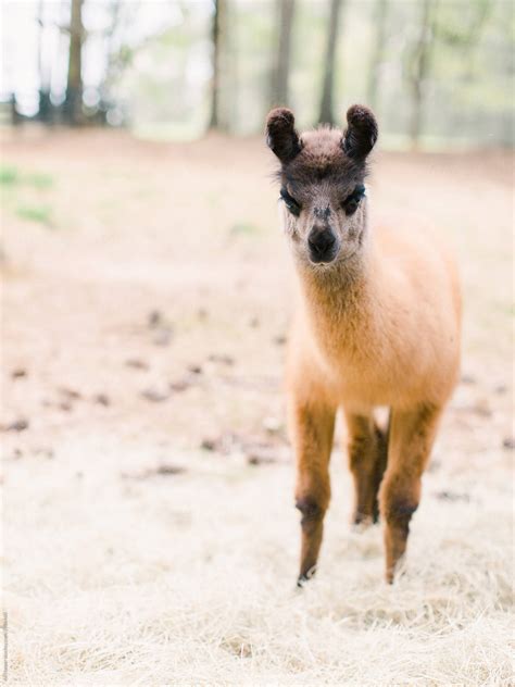 "Brown Baby Llama Looking At Camera" by Stocksy Contributor "Ali Harper" - Stocksy