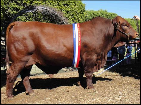 Outback Snack Australia: Australian Cattle