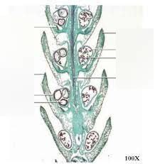 figure 11.10 selaginella, longitudinal section of a strobilus Diagram | Quizlet