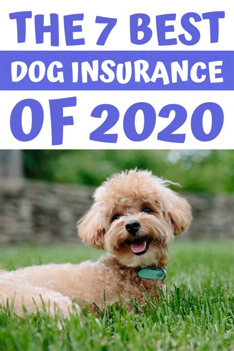 How to Find the Best Dog Insurance | Dog insurance, Dogs, Puppy insurance