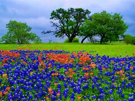 Bluebonnet HD Wallpaper | PixelsTalk.Net