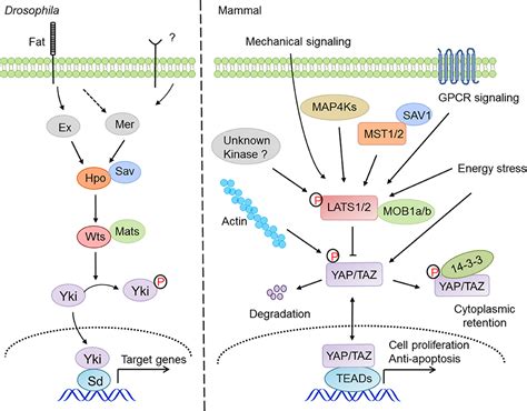 Pathway Hipovolemia