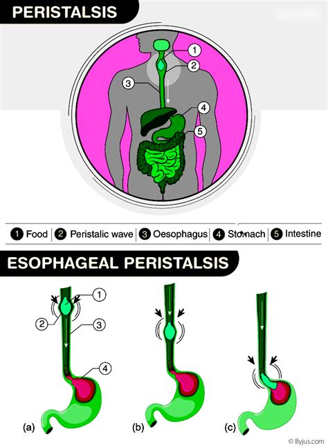 Understanding Peristalsis: Definition, Function, and More - Testbook