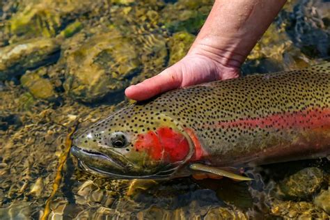 Trout Fishing Alaska: A Complete Guide 2024