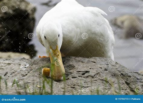 Duck And Bread II Stock Photos - Image: 19794773