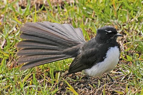 The willy wagtail (Rhipidura leucophrys) gets its name from constant ...